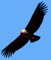 /album/animales-en-via-de-extincion/condor-jpg/