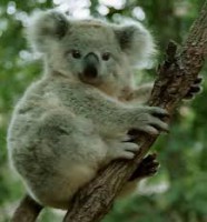/album/animales-en-via-de-extincion/koala-jpg/