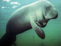 /album/animales-en-via-de-extincion/manati-jpg/
