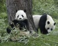 /album/fotogaleria/animal-jpg1/