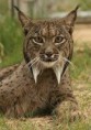 /album/fotogaleria/lince-jpg/