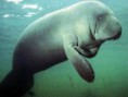/album/fotogaleria/manati-jpg1/