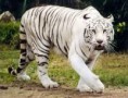 /album/fotogaleria/tigre-jpg1/