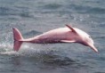 /album/fotogaleria/delfin-jpg1/