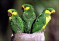 /album/fotogaleria/loro-jpg1/