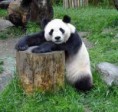 /album/fotogaleria/panda1-jpg1/
